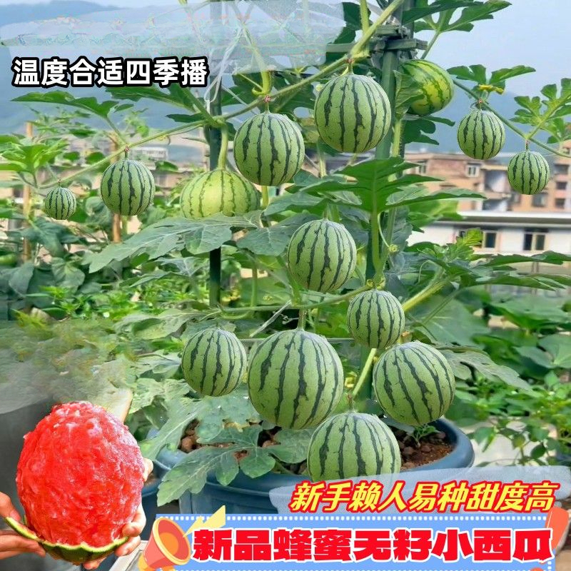 盆栽蜂蜜小西瓜种子薄皮无籽麒麟西瓜种子四季播美都西瓜种子新品