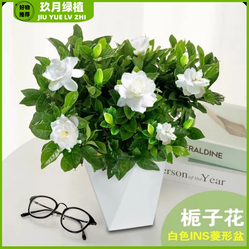 （带花苞发货）栀子花盆栽绿植室内外客厅好养花卉开花大小叶栀子花