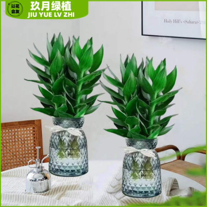 【新人浮力】观音竹观音竹水培绿植好养室内养护简单花卉轻奢盆栽