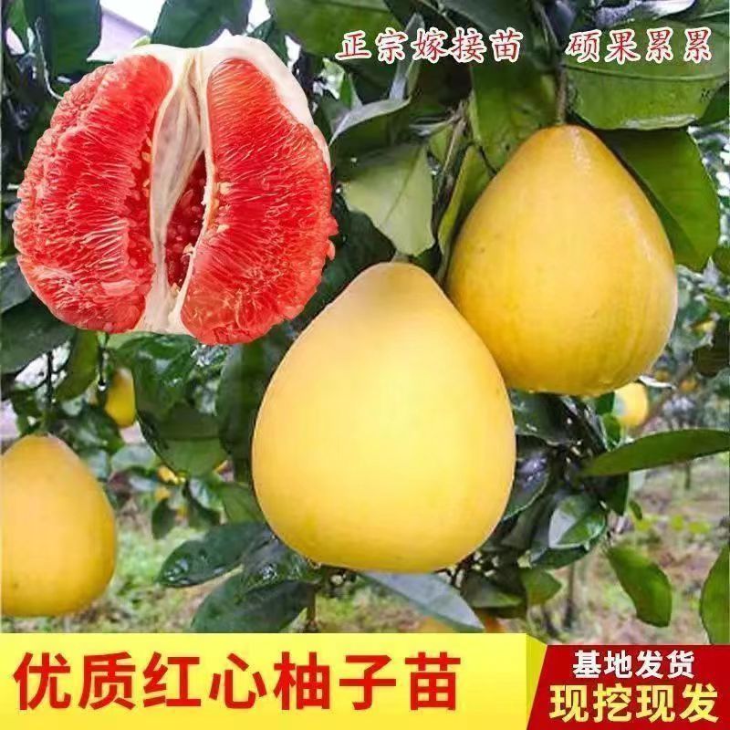 柚子树苗红心红肉蜜柚嫁接三红蜜柚果树苗南方北方种植果树苗大全
