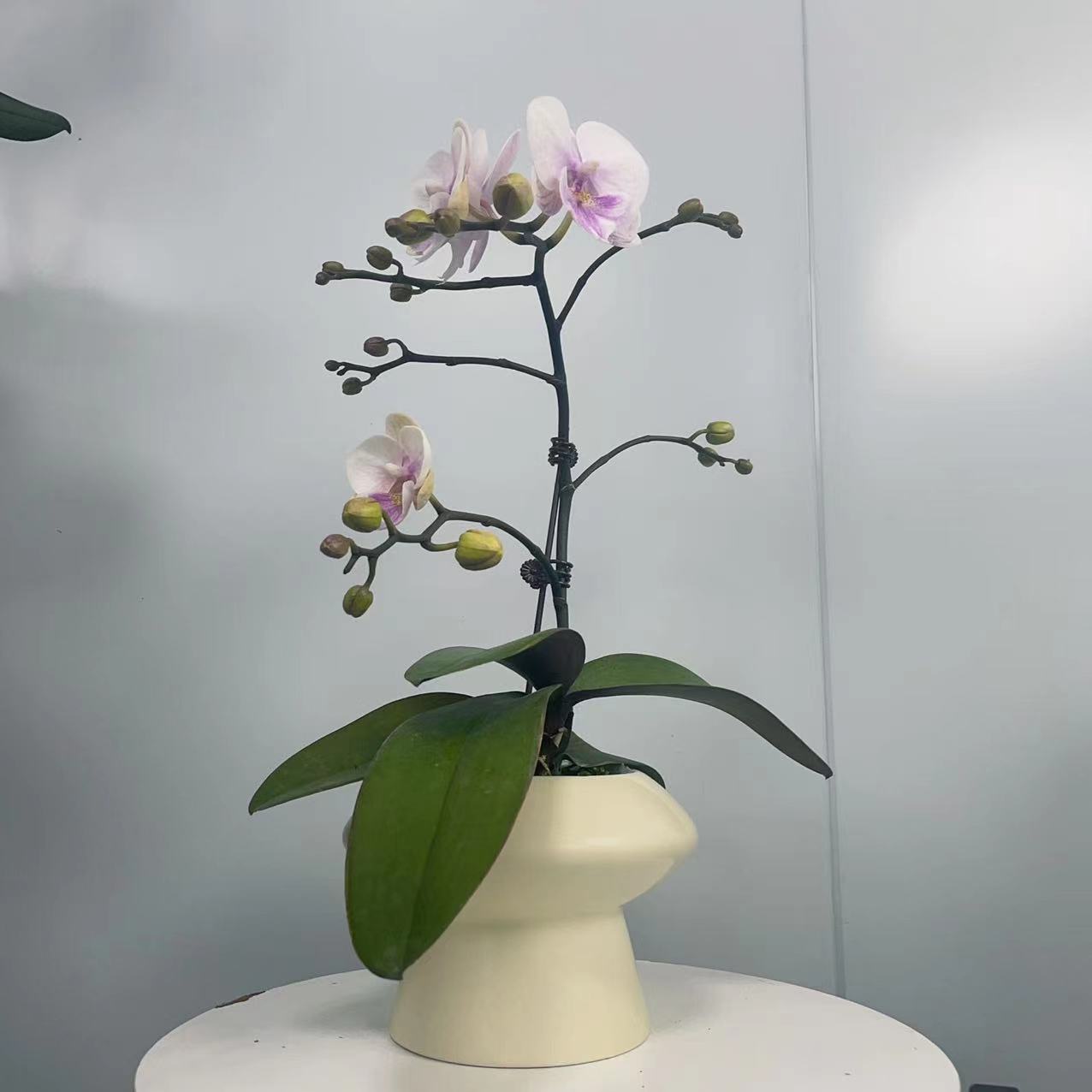 桦艺优选【粉色佳人】精品蝴蝶兰轻奢唯美室内绿植花卉艺术高端盆栽