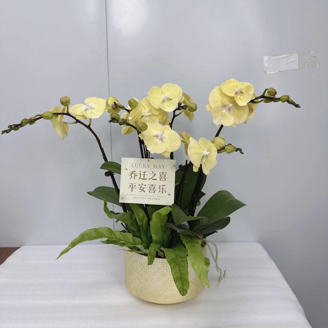 桦艺甄选【星月】精品蝴蝶兰室内生长绿植花卉艺术高级组盆系列盆栽