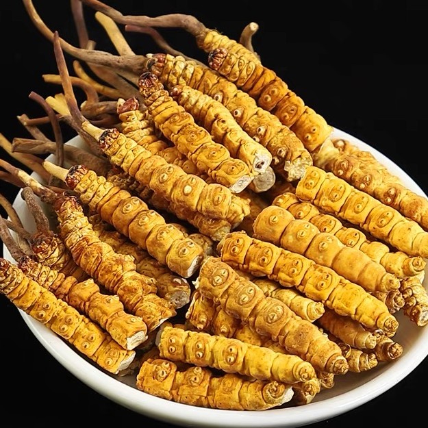 A级大断草/正宗西藏高海拔冬虫夏草 高端滋补家用虫草2023冬虫草