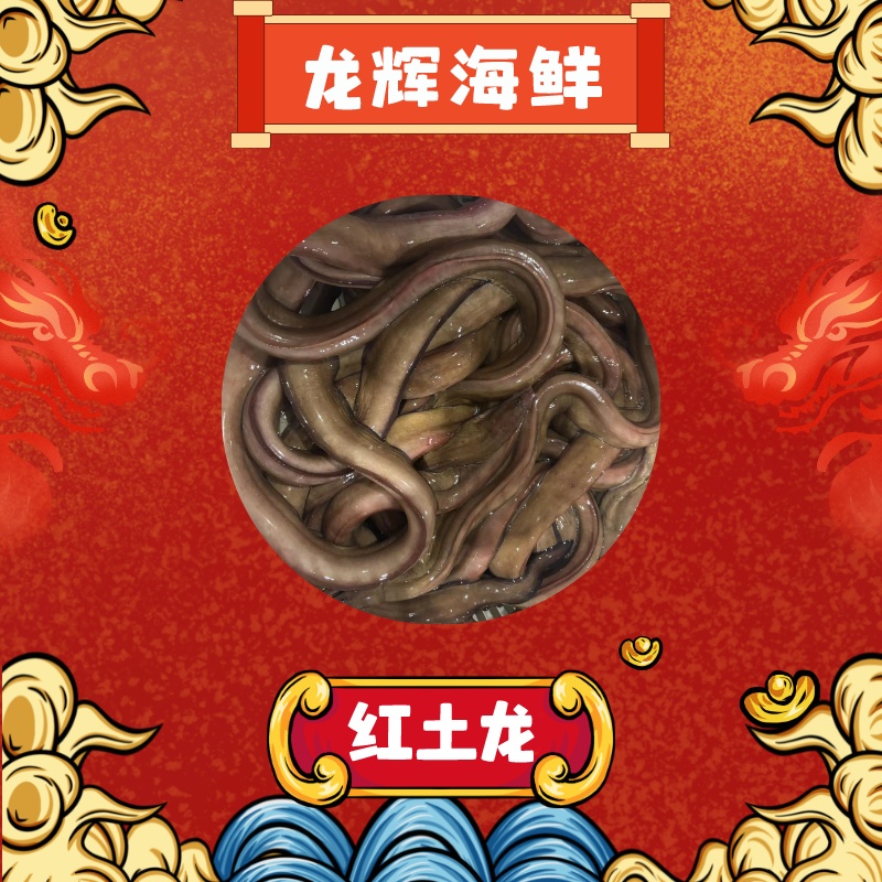 红鳗鱼 红土龙 井根现货活发