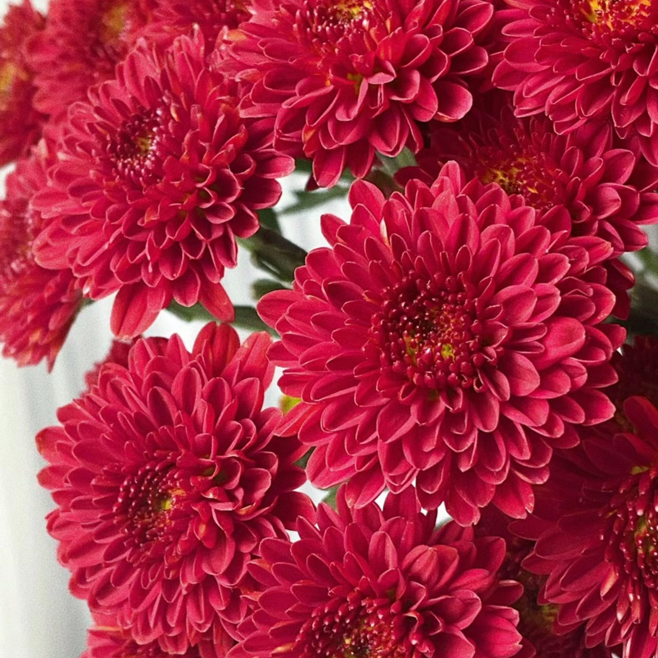 [都市红小菊 10支]鲜切花都市红小雏菊-顺丰冷链包邮新鲜漂亮