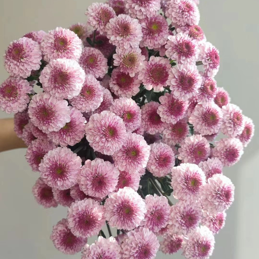 [粉妍小菊 10支]美丽鲜切花小雏菊-（任意品种两单）顺丰冷链包邮
