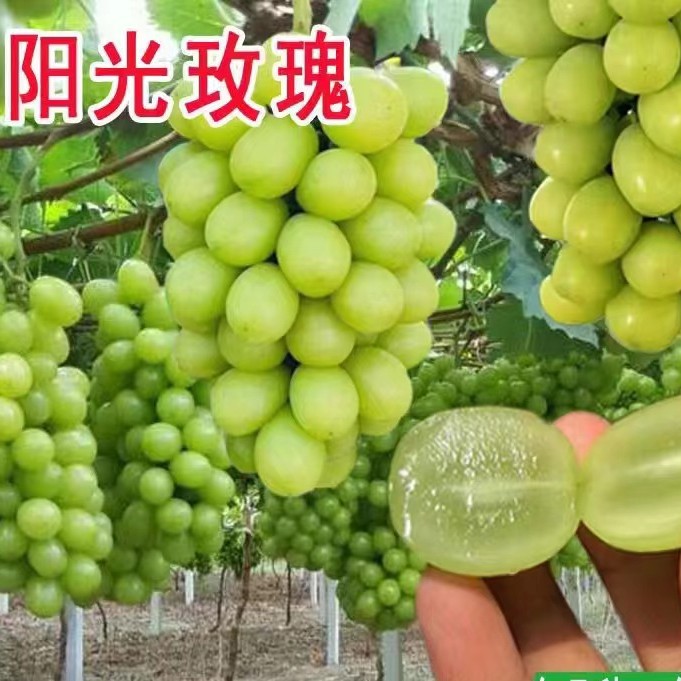 a粉丝福利a粉丝福利盆栽地栽葡萄苗原盆带叶带土带果南方北方新品