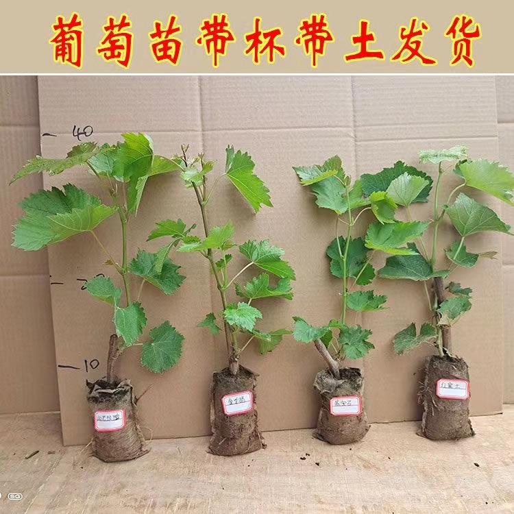 a粉丝福利a粉丝福利a粉丝福利a粉丝福利a粉丝福利a粉丝福利盆栽地