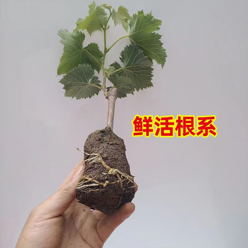 a粉丝福利a粉丝福利a粉丝福利a粉丝福利a粉丝福利a粉丝福利葡萄树