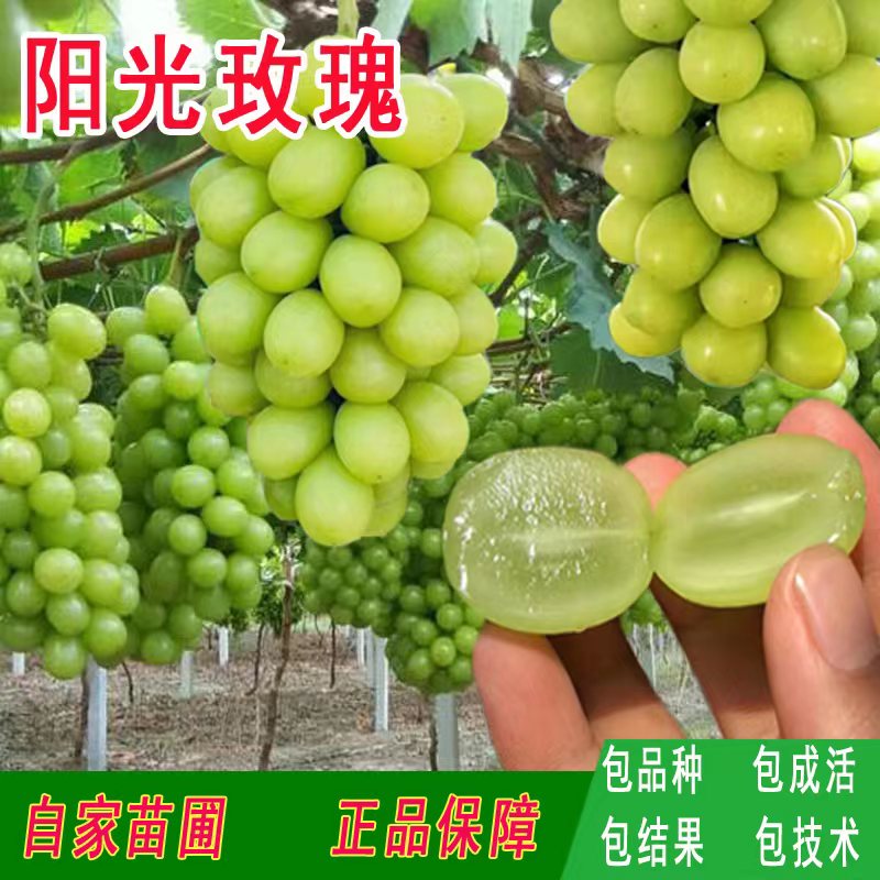 a粉丝福利a粉丝福利a粉丝福利a粉丝福利a粉丝福利盆栽地栽葡萄苗