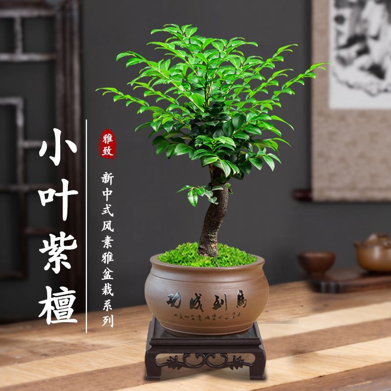 小叶紫檀盆景树桩植物老桩盆栽客厅桌面室内绿植好养树苗四季常青