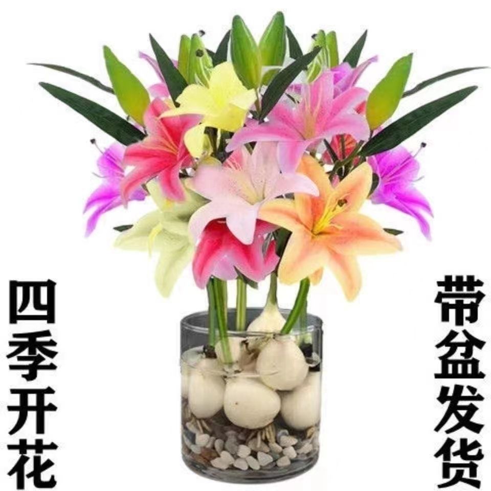 爆款新品香水百合驱蚊莲花多季开花水养花卉室内客厅绿植浓香花卉
