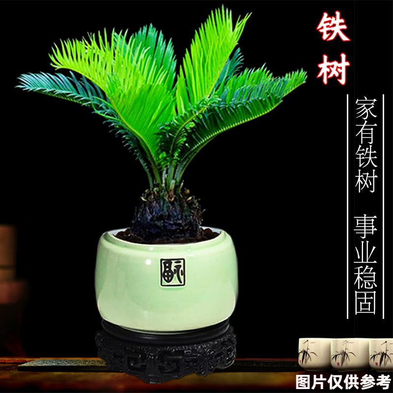 铁树盆栽办公室内花卉客厅阳台四季常青植物盆景高温耐寒桌面绿植