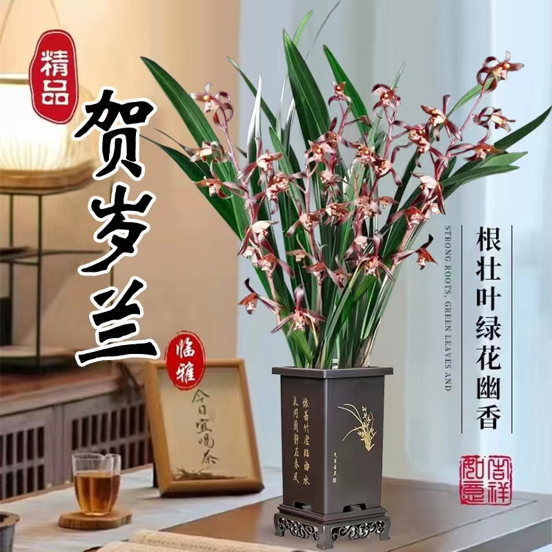 浓香报岁兰花盆栽带盆室内客厅企黑建兰金边惠兰花苗基地原盆栽好
