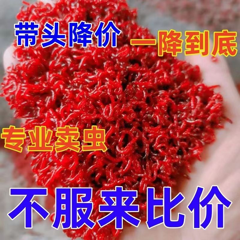 【拍一发二】鲜活红虫特大号公虫活体活饵钓鱼饵拉饵野钓饵料鲫鱼