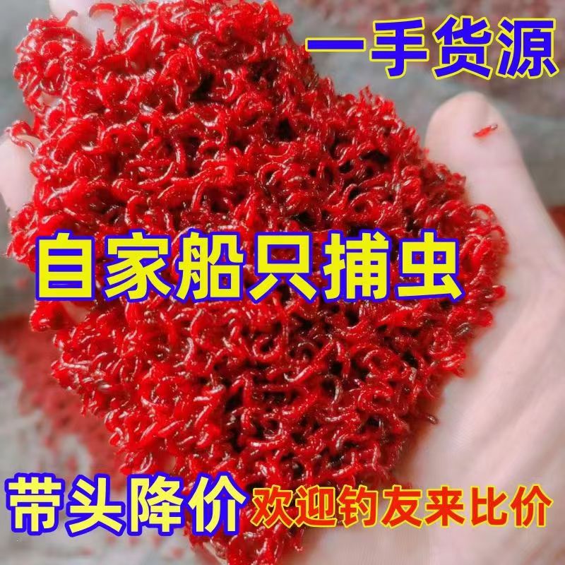 红虫活饵鲜活特大野钓鱼饵钓鱼蚯蚓上饵器公虫天津红虫新鲜拉饵