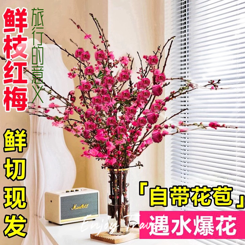 【年宵花卉】水培鲜枝红梅桃花 耐寒好养易成活插水养鲜花客厅水培