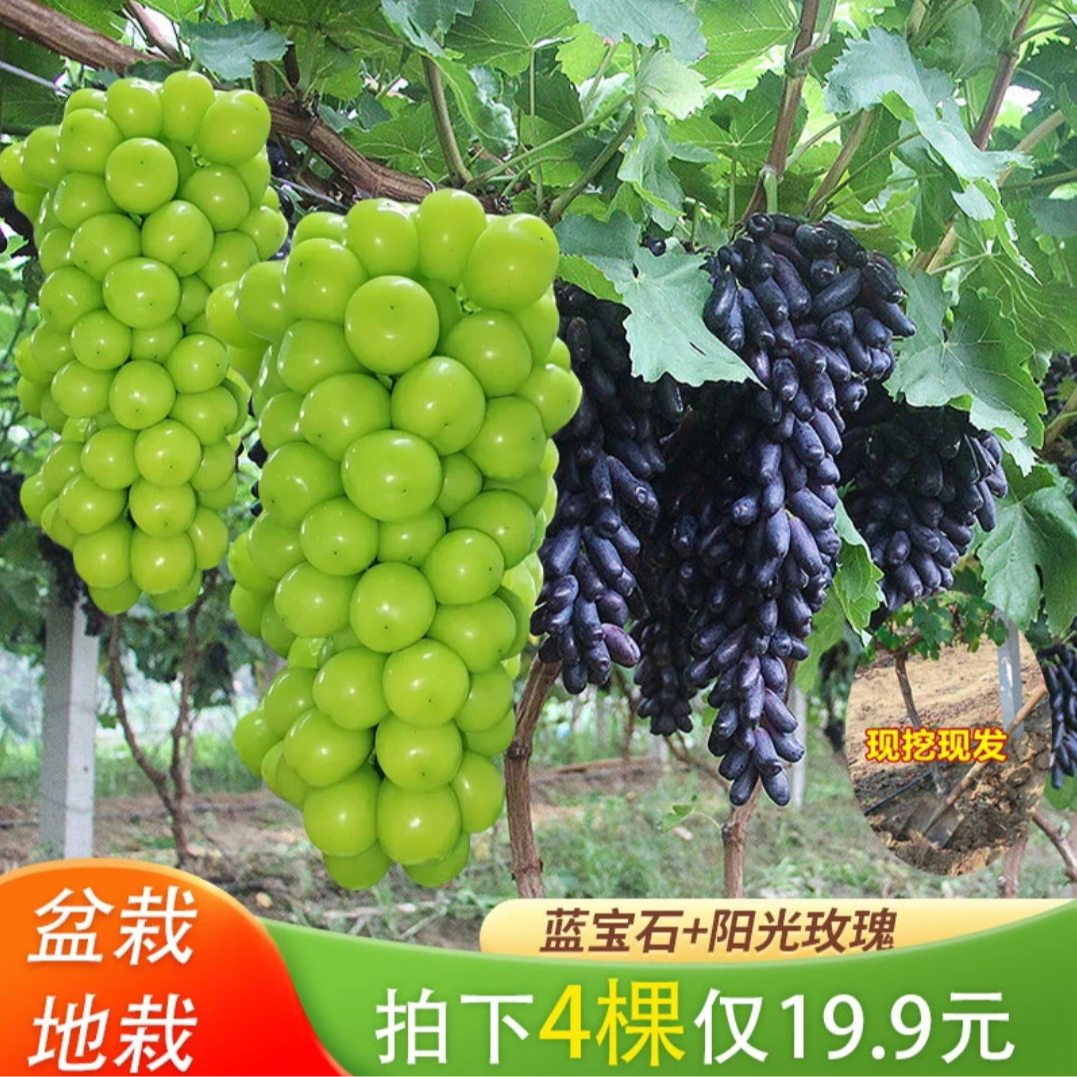 基地直发【19.9发4棵】优质葡萄苗阳光玫瑰蓝宝石南北均可种