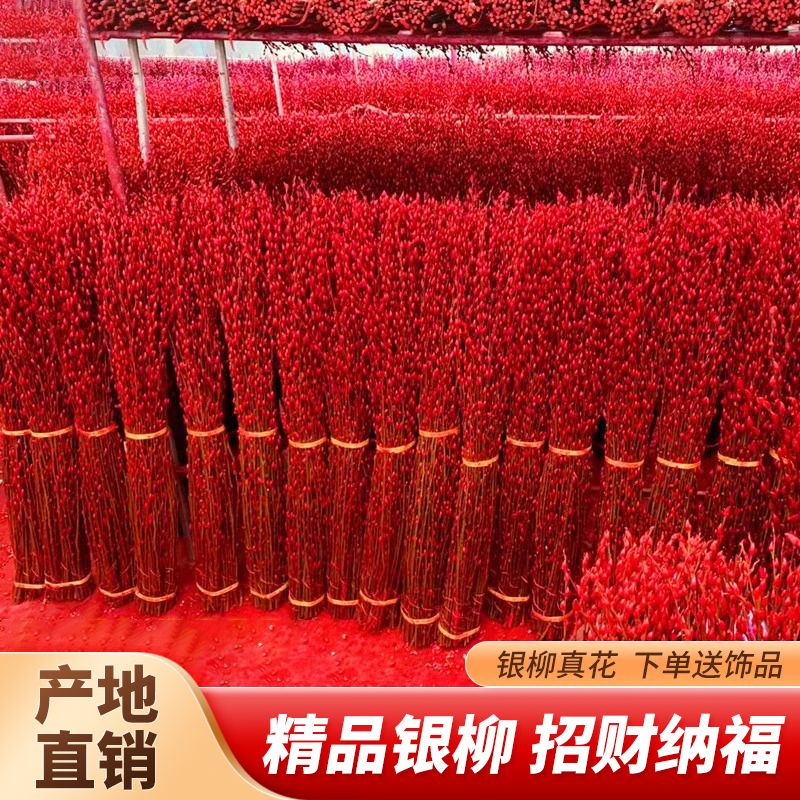 银柳真花鲜枝条银柳干花年宵花卉福桶银柳室内装饰品乔迁贺礼美观