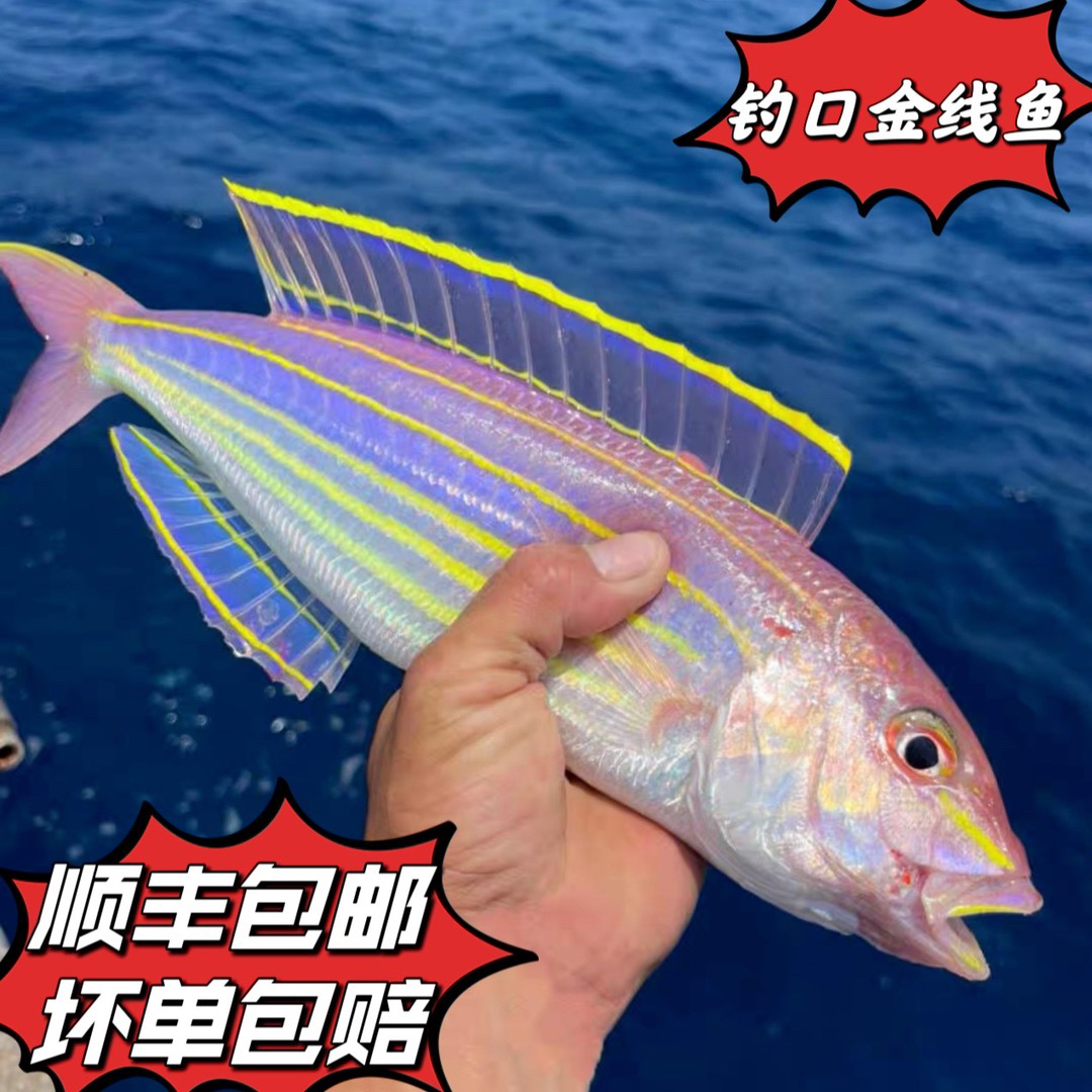 广西北海渔民海捕金线鱼金丝鱼 肉质鲜甜 顺丰包邮10条/单新鲜