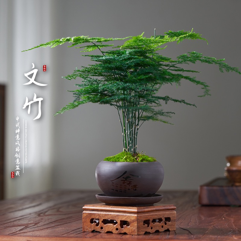 禅意舍得文竹盆栽植物室内花卉盆景客厅办公室桌好养云竹四季常青