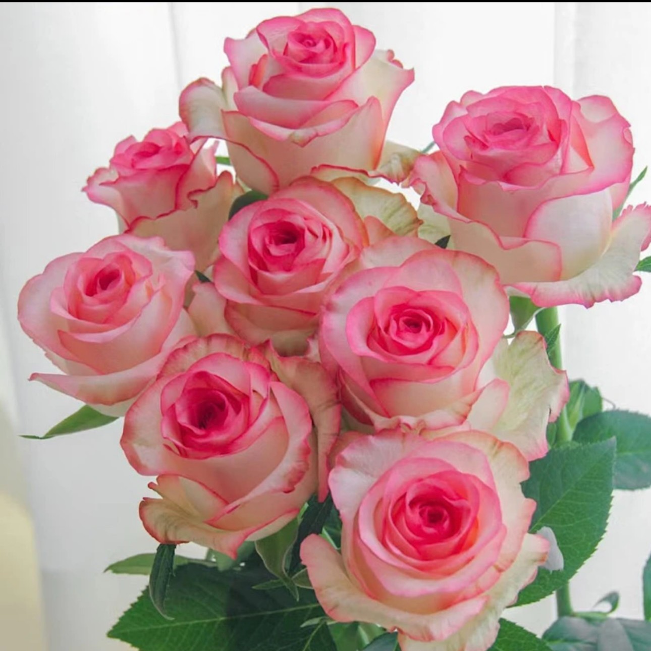 1买五棵送一棵 香水爱莎玫瑰花苗月季花苗盆栽地栽苗四季循环开花