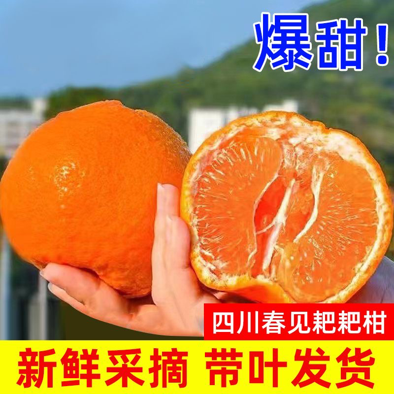 【燕子】四川春见耙耙柑新鲜水果现摘爆甜多汁8斤整箱包邮