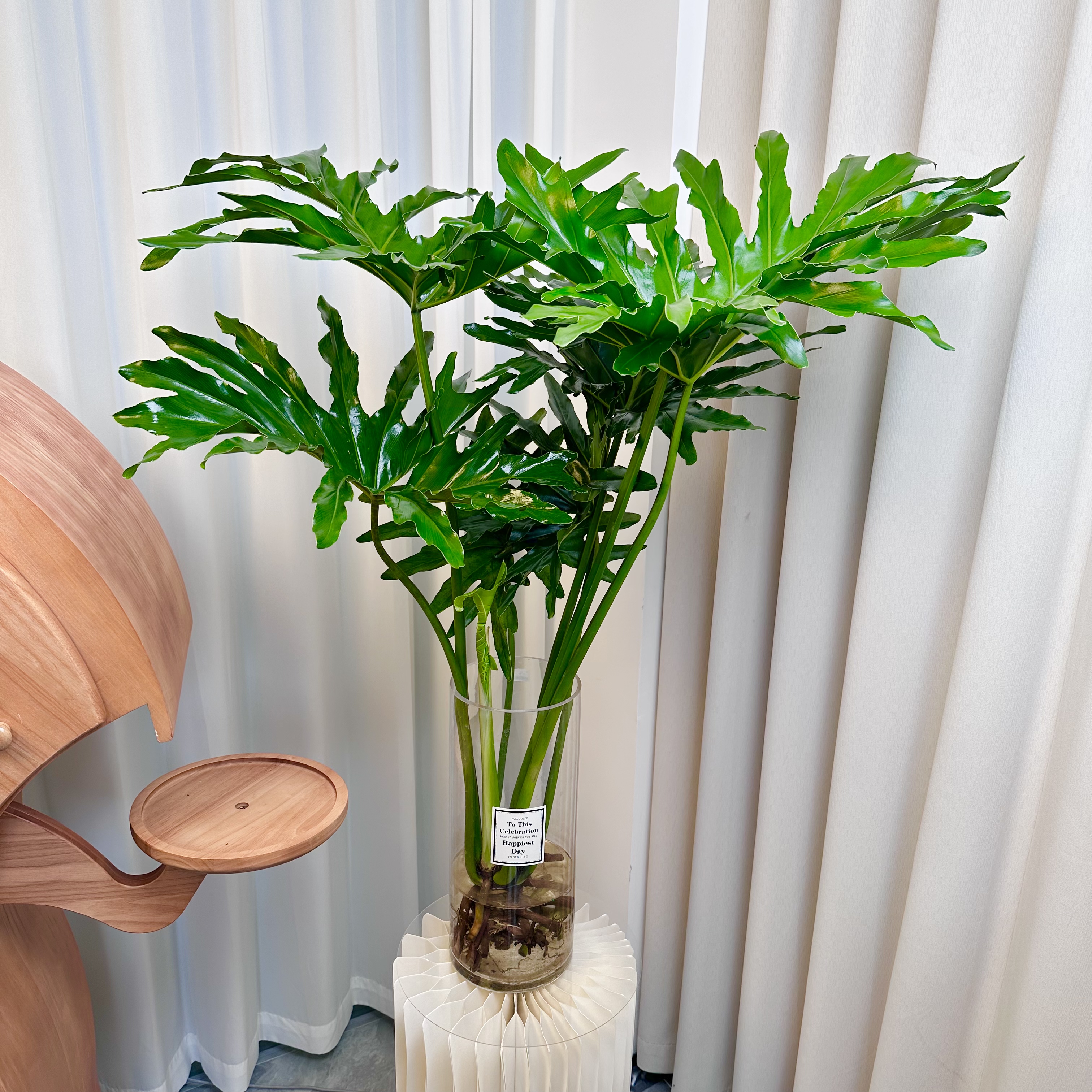 90cm左右特大老桩龙鳞春羽水培绿植室内客厅盆栽高级感蔓绿绒