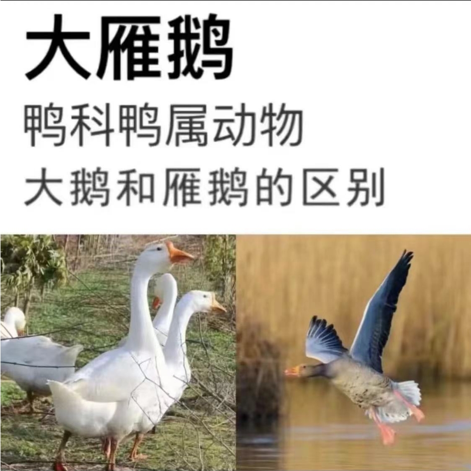 大雁鹅拍一送一，99到手2只,8-9斤
