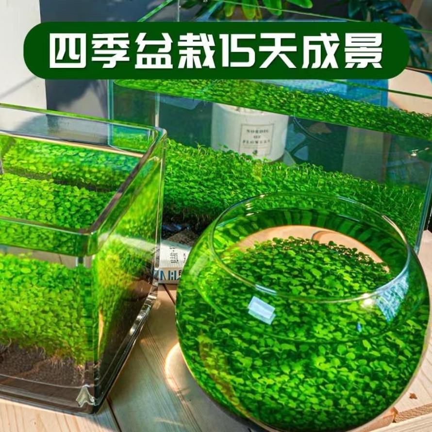 水草种子鱼缸水草籽草缸造景真草水草孑牛毛草种子四季盘景