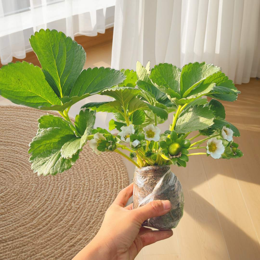 原土土球装精选冬季植株栽植养殖草莓盆栽室内南北方四季饱满种苗