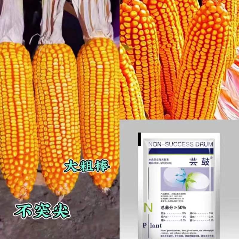 F奥德丰高产大棒王-（一袋5500粒）-买五赠一买十赠二-------------