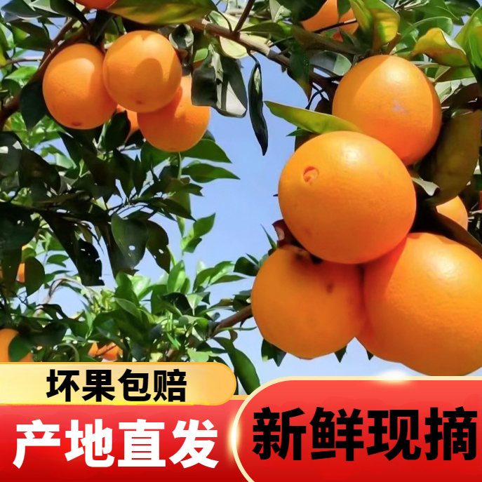 【产地直发净果4.5斤】新鲜古田脐橙中大果香甜爆汁 纸箱发货非礼箱