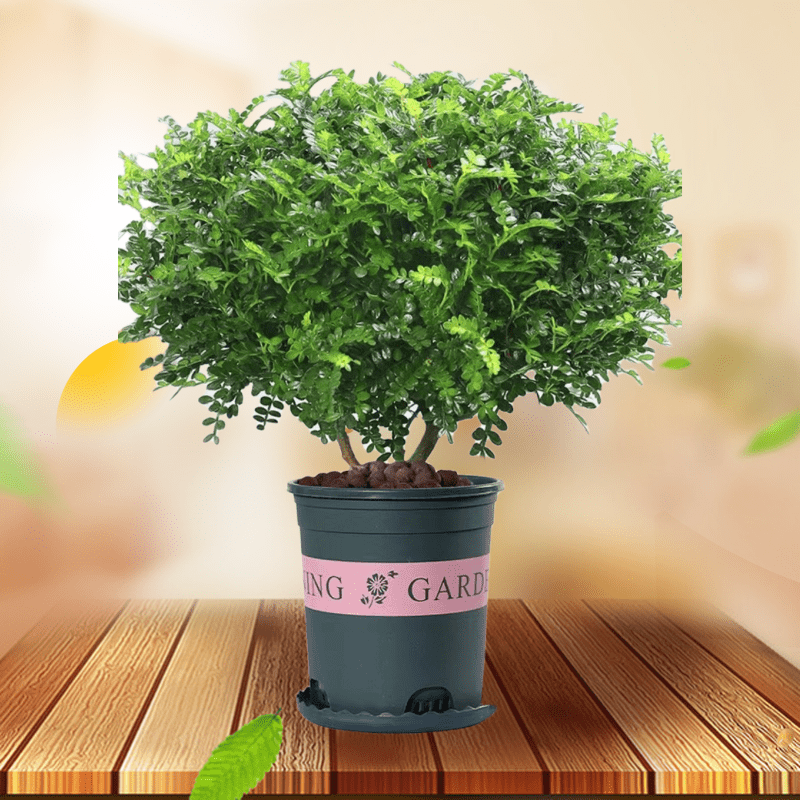 四季清香木盆栽驱蚊驱虫花卉绿植好养大全净化空气室内客厅胡椒木