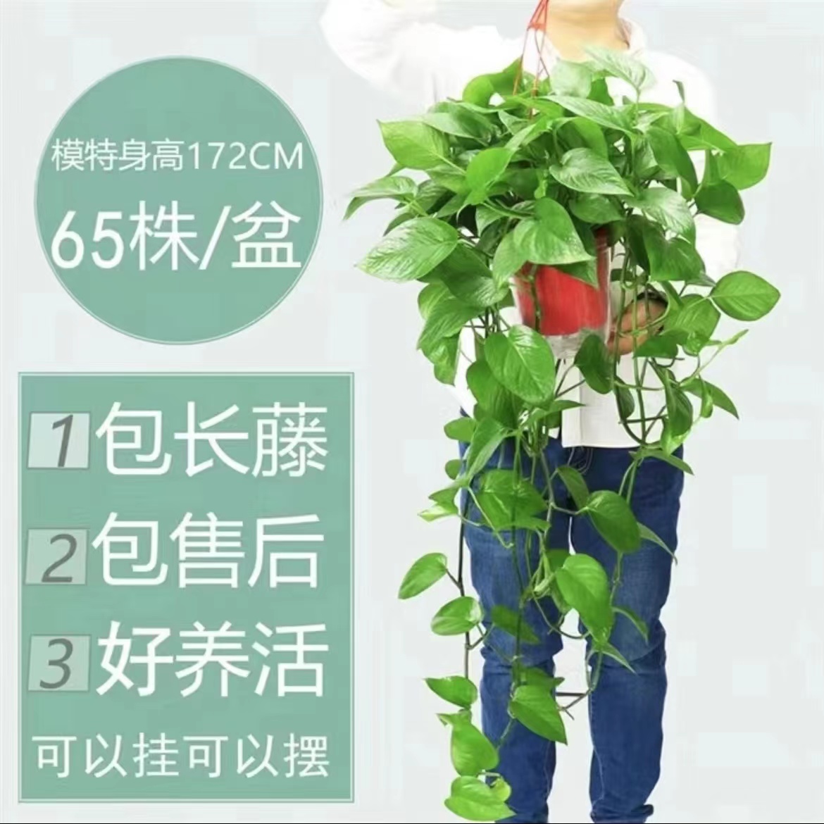 长藤绿萝盆栽室内吊兰植物水培花卉四季垂吊大叶绿植除甲醛绿色