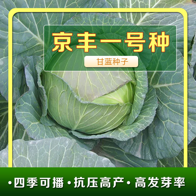 京丰一号甘蓝种子高产秋播阳台蔬菜种孑包菜种子农家菜园卷心菜籽