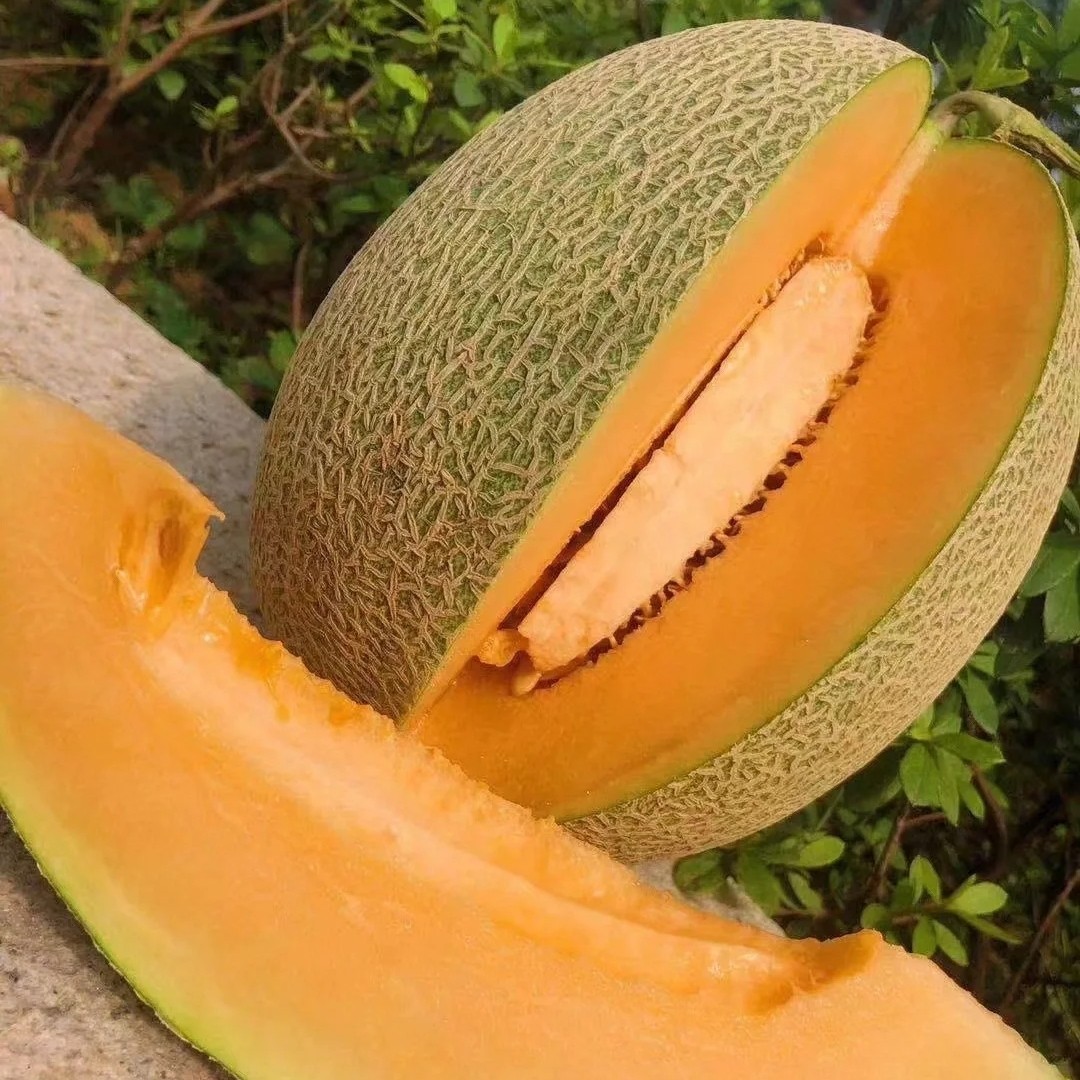 【西州蜜晓蜜25号哈密瓜】脆脆甜甜哈密瓜(份/3颗)