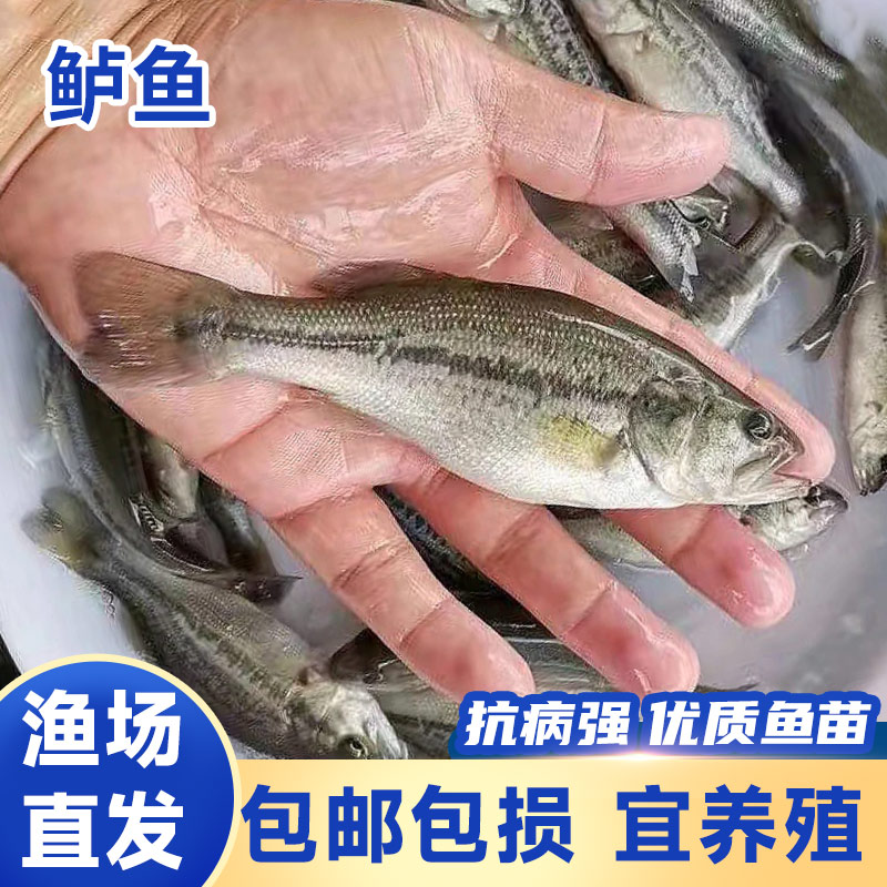 四川鲈鱼苗优质淡水养殖大苗鲜活鱼苗3g左右 四川批发