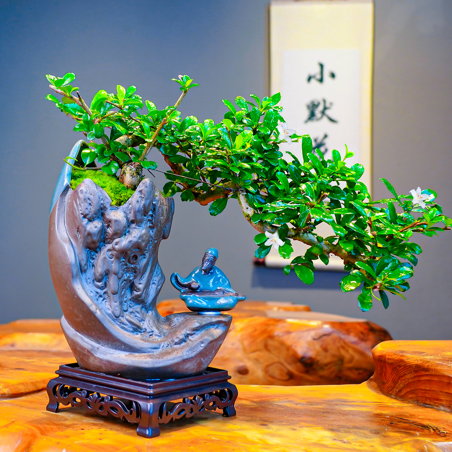 小默花墅【悬崖福建茶】庭院客厅桌面室内小盆景悬崖飘枝造型可开花