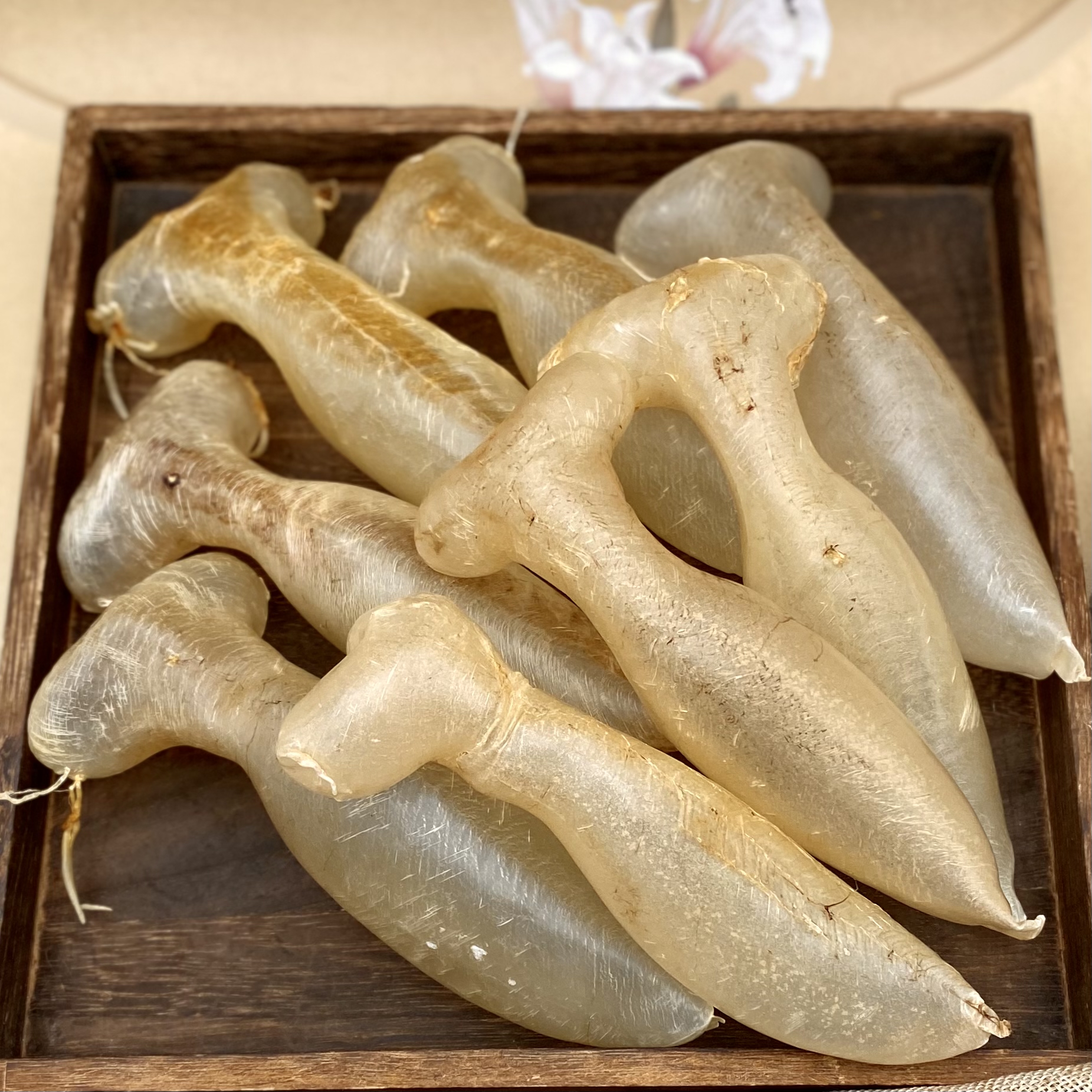 鱼胶 马来蜘蛛公