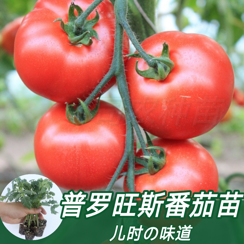 番茄苗普罗旺斯西红柿苗子带土发大粉种植苗阳台盆栽种苗坏苗包赔