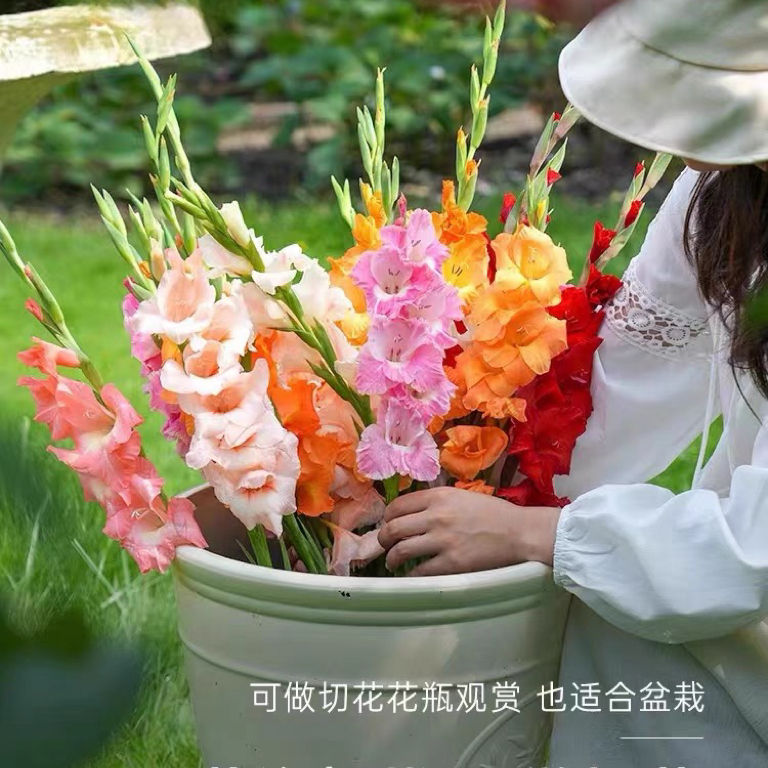 进口剑兰种球唐菖蒲四季易栽植易开花多年生宿根花卉盆栽地栽庭院