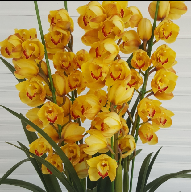 D大花惠兰金色年华花开富贵（云南花卉基地现货发））黄色品种原盆发