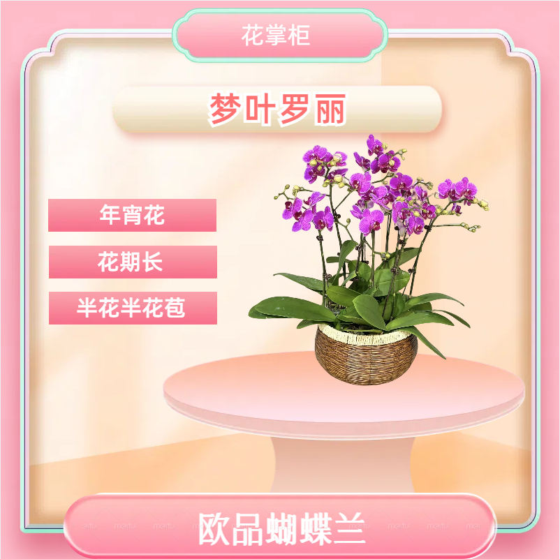 【梦叶罗丽】 进口欧品蝴蝶兰 紫红色中花 室内精品观赏花卉组盆