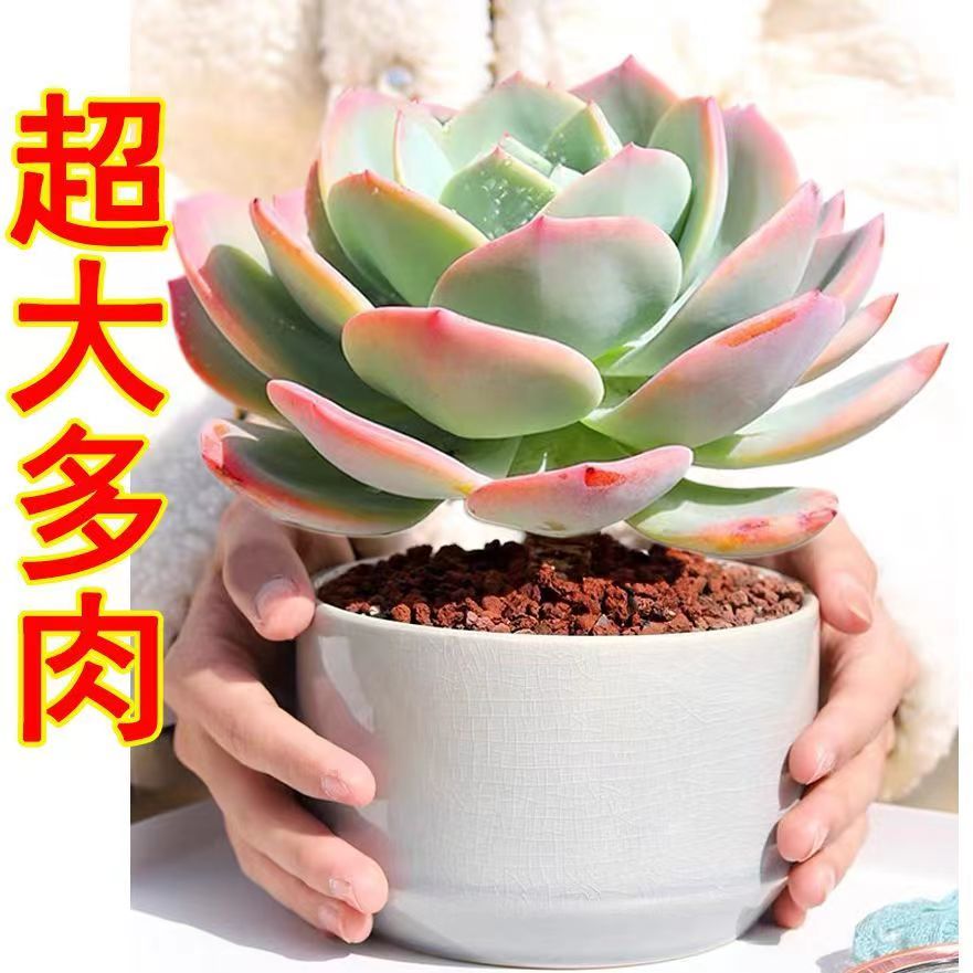 (满9.9包邮)血凤大单头好养新手上盆展示售后托土发货