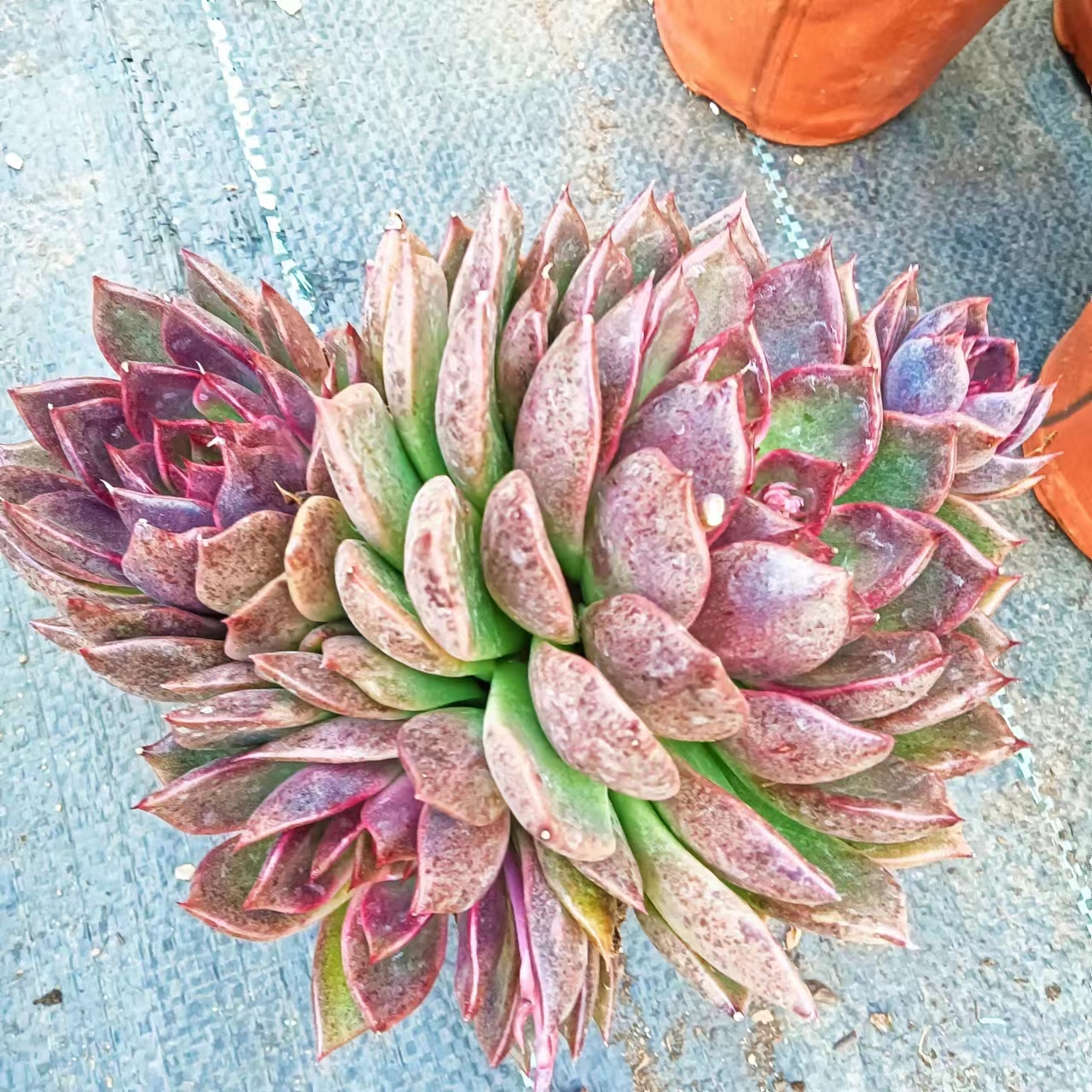 （满9.9包邮）紫水晶多头新手精品上盆种养展示皮实好养皮实