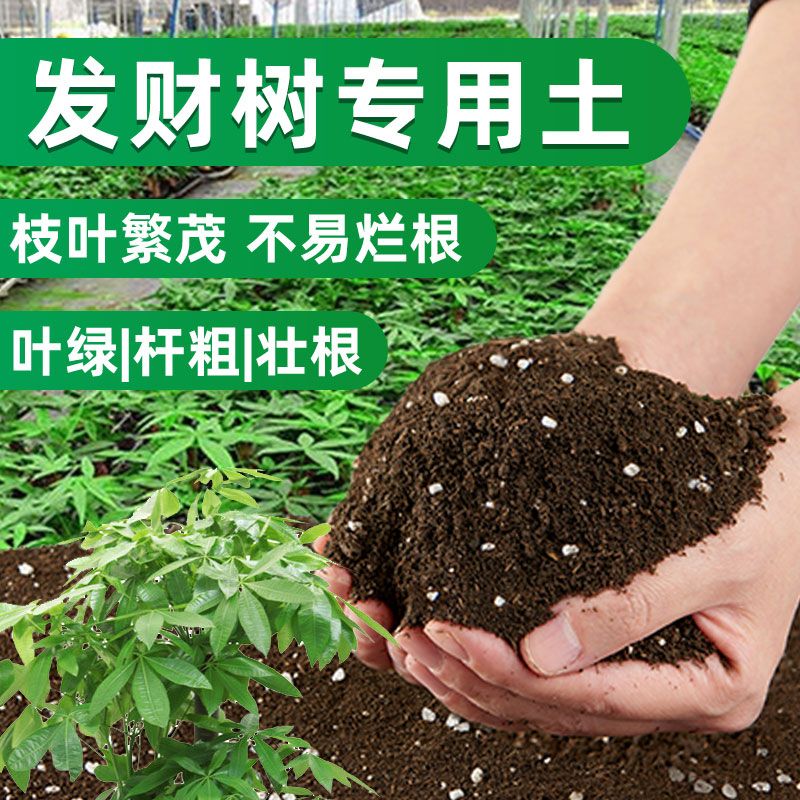 发财树专用土营养土盆栽花卉土壤透气家用植物种植土壤肥料营养土
