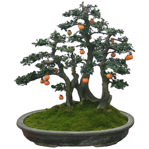绿植盆栽观花观叶观果观根