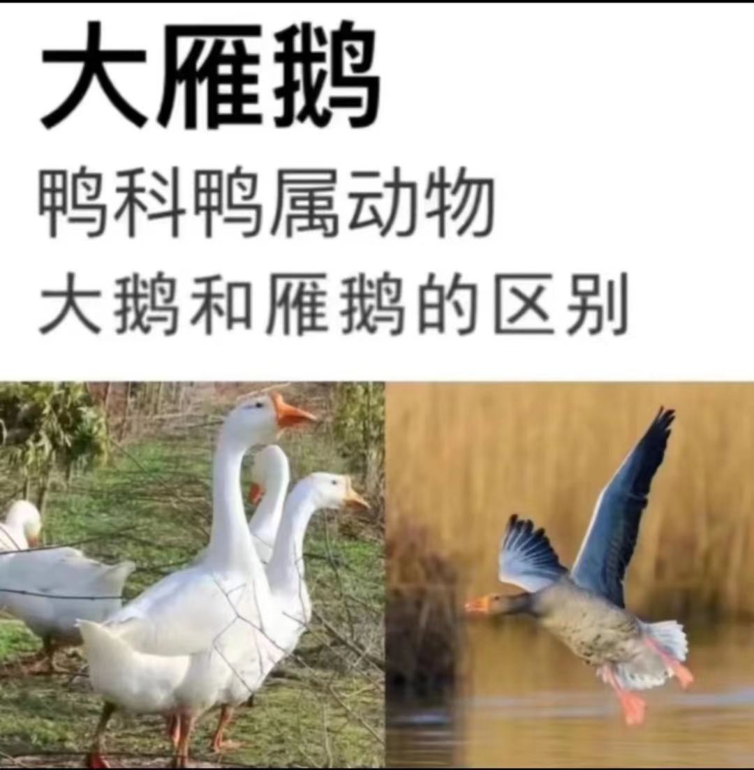 【散养农家大雁鹅】新鲜现杀整只处理干净1只含箱重量4—5斤冷链发货
