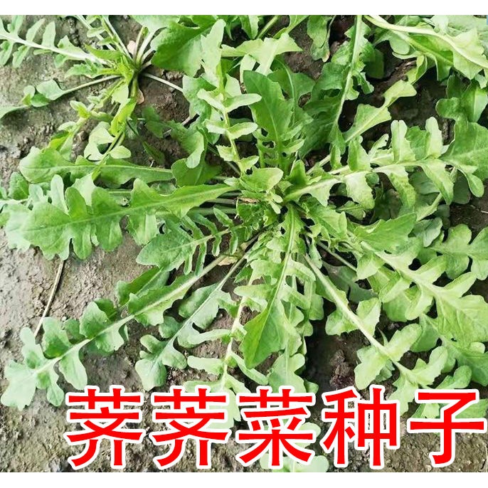 荠荠菜种子四季大叶春野菜大叶荠荠菜种子盆栽庭院种植蔬菜种庭院
